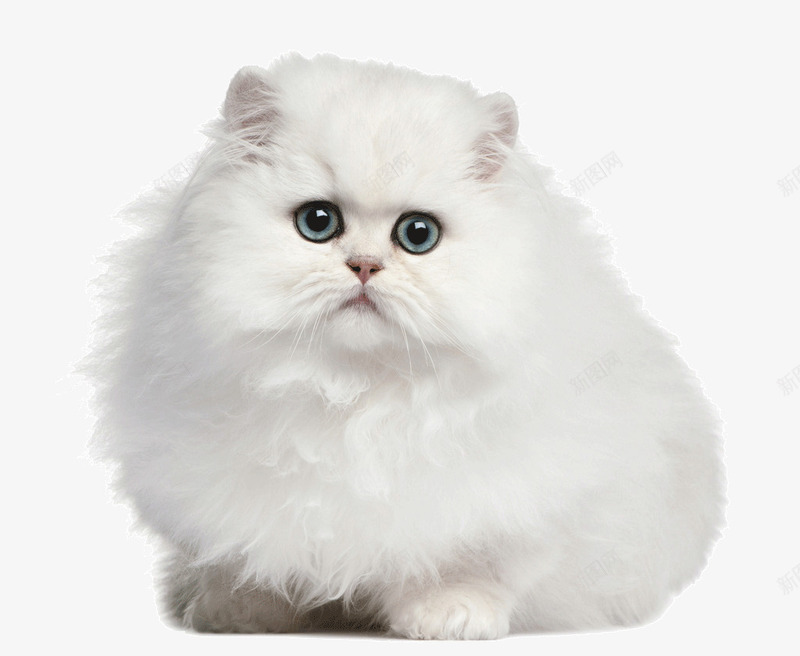 白色萌猫png免抠素材_88icon https://88icon.com 可爱 喵星人 宠物 宠物背景图片 小动物图片 毛茸茸的的猫咪 白猫