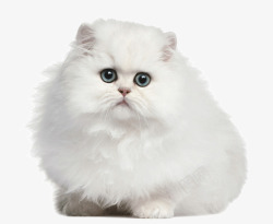 毛茸茸的小动物图片白色萌猫高清图片