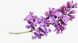 紫色鲜花心形薰衣草高清图片