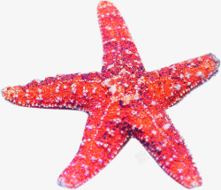 红色夏日沙滩海星素材