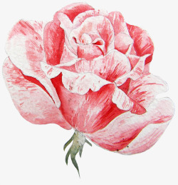 粉色芍药花粉红色的芍药花手绘图高清图片