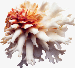 贝壳海洋生物贝类素材
