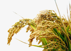 农业产品金黄水稻高清图片