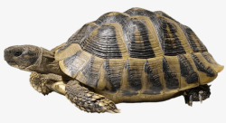 陆龟实物乌龟高清图片