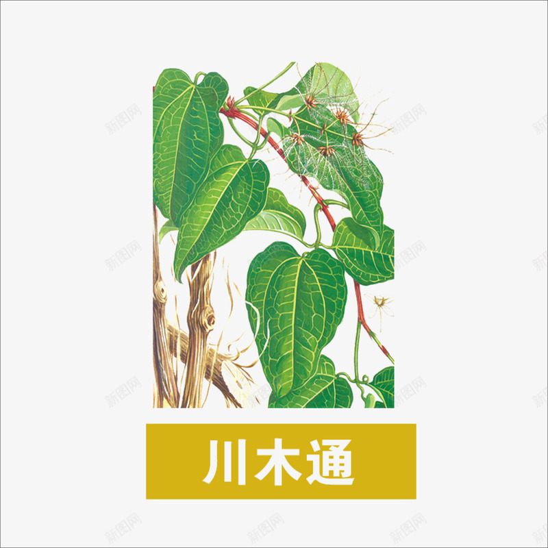 川木通png免抠素材_88icon https://88icon.com 中药 本草纲目 草药 药材