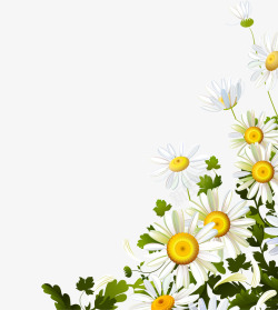 绿色花蕊白色太阳花装饰高清图片