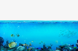 蓝色珊瑚设计插图海底世界高清图片