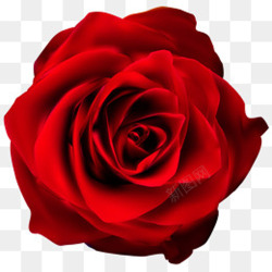 盛开的红玫瑰一朵盛开艳红玫瑰花高清图片