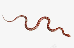 一条白色皮肤红色斑点的蛇素材