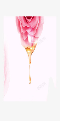 粉红色玫瑰精油美容素材