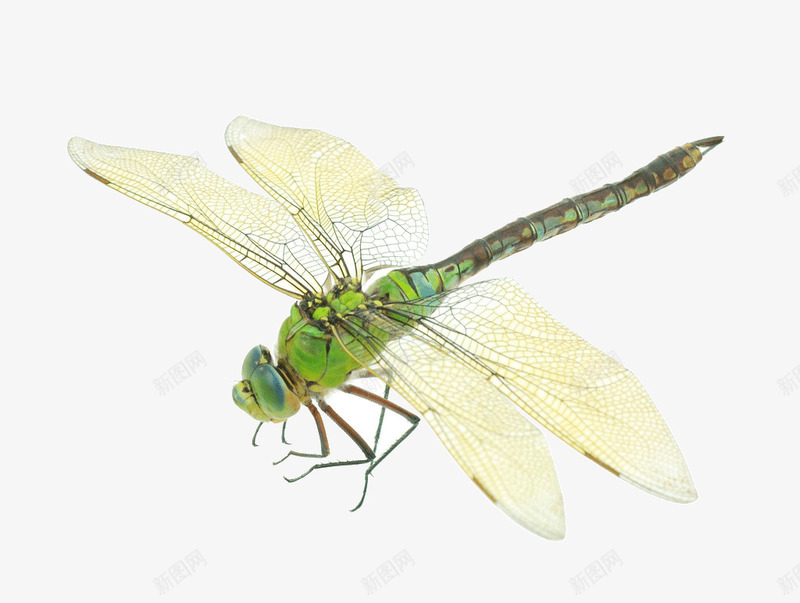 蜻蜓png免抠素材_88icon https://88icon.com 翅膀 薄 透明翅膀 蜻蜓 昆虫 吃蚊子 蜻蜓特写 