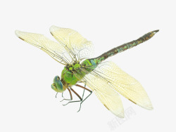 昆虫翅膀蜻蜓高清图片