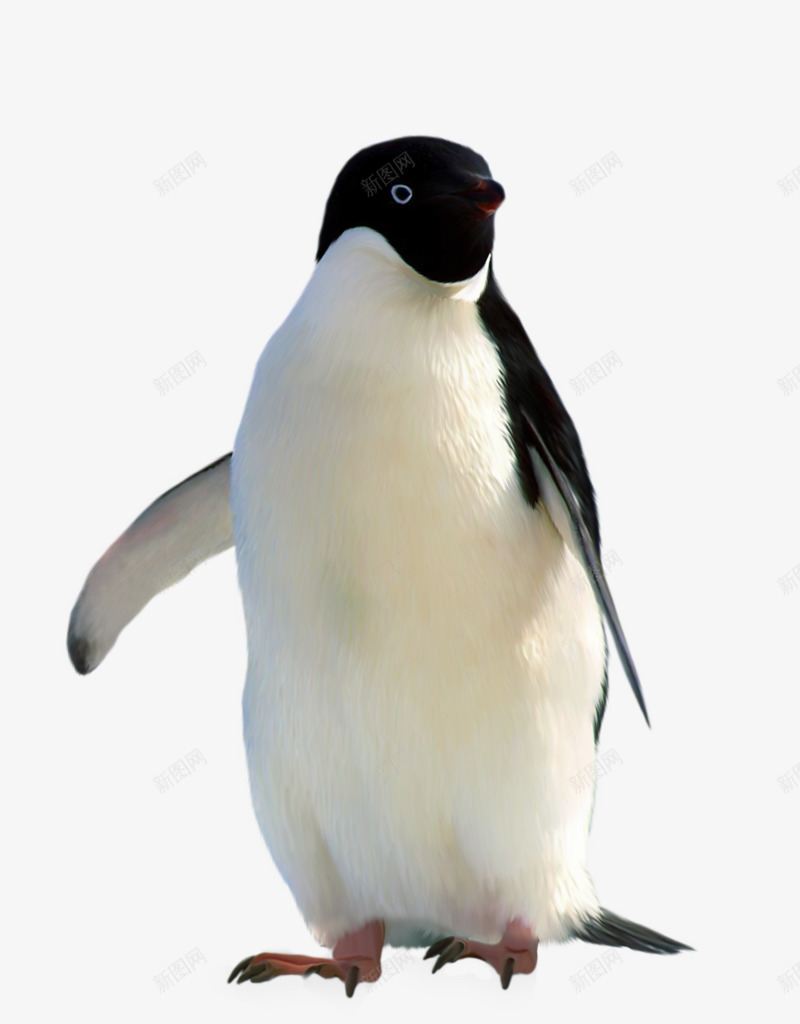 呆萌的企鹅png免抠素材_88icon https://88icon.com 企鹅素材 南极生物
