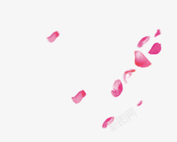 情节节玫瑰花瓣漂浮素材