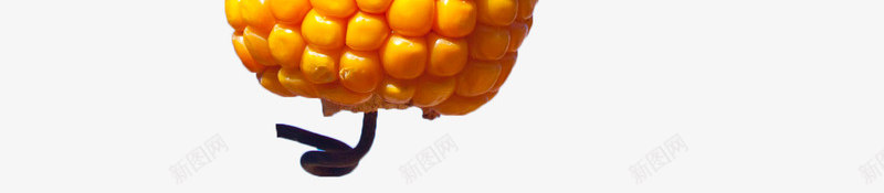 黄色玉米棒png免抠素材_88icon https://88icon.com 五谷杂粮 植物 玉米 玉米杆 玉米棒 玉米粒 黄色