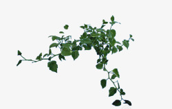 爬山虎免抠绿色藤蔓装饰高清图片