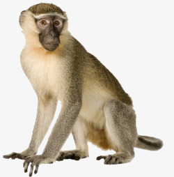 动物实拍猴子高清图片