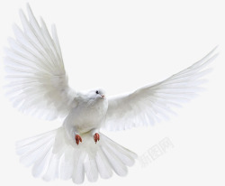 白色的鸟白色鸽子和平高清图片