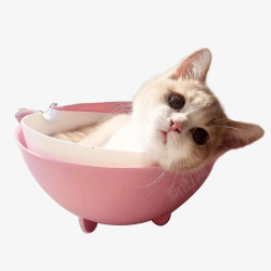 白猫躺在碗里的小猫高清图片