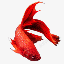 红金龙龙鱼高清图片