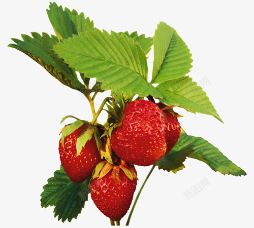 红色草莓绿色叶子png免抠素材_88icon https://88icon.com png素材 红色草莓 绿色叶子
