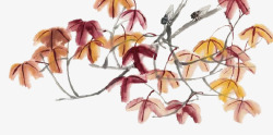 枫树枝水彩画枫叶高清图片