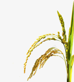 水稻大米金黄的水稻高清图片