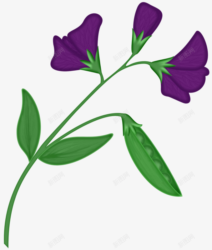 手绘豌豆花png免抠素材_88icon https://88icon.com 手绘 花卉 蔬菜 豌豆