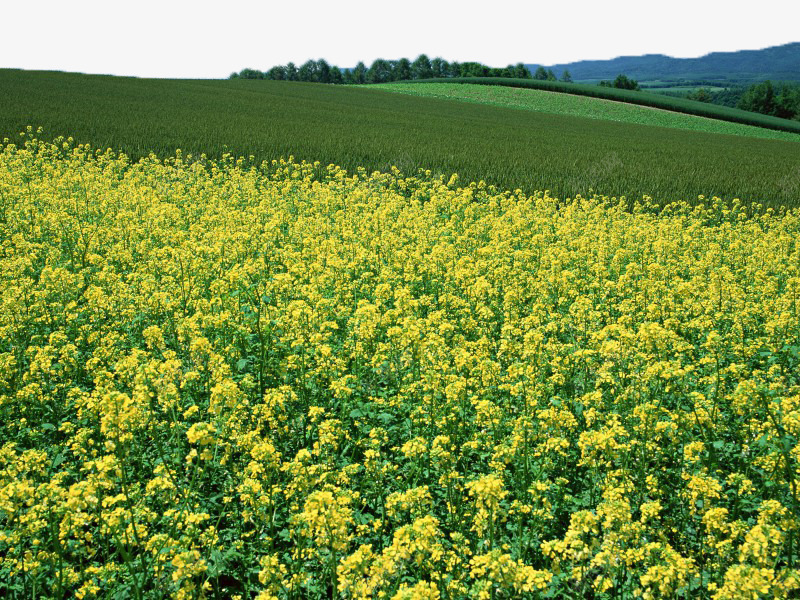 油菜花田矢量图eps免抠素材_88icon https://88icon.com 油菜花 美景 花海 风景 矢量图