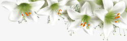 春天白色缤纷花朵素材