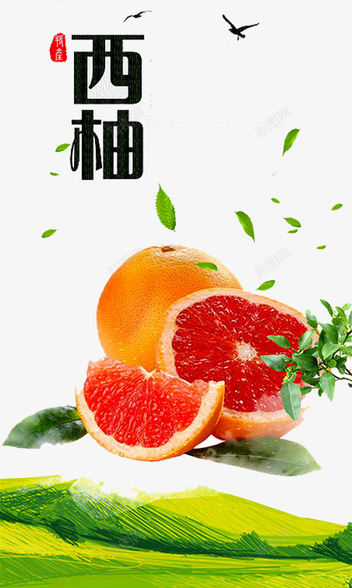 西柚海报png免抠素材_88icon https://88icon.com 小鸟 柚子 柚子树叶 柚子海报 红心柚子 红心西柚 红肉西柚 西柚