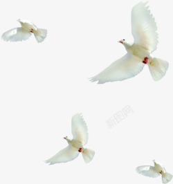 白色鸽子成群飞翔素材