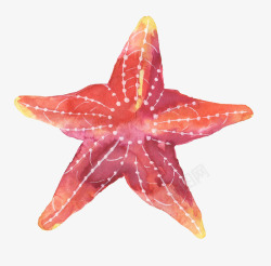 橙粉色海星海星高清图片