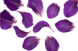 点缀花瓣紫色花瓣高清图片