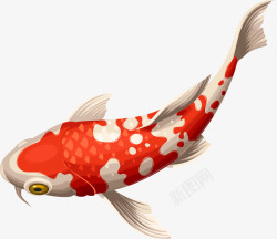 可爱化石鱼红色卡通锦鲤高清图片
