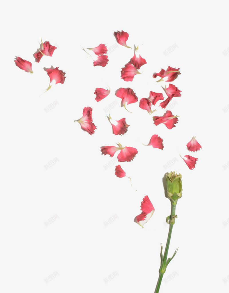 康乃馨花瓣png免抠素材_88icon https://88icon.com 康乃馨 母亲节 粉色 节日