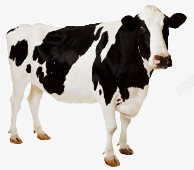 一只大大的奶牛站着png免抠素材_88icon https://88icon.com 吃草的 奶牛 牛吃草 牛奶制造者 站立动物 高清拍照 黑白牛