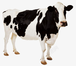 牛吃草一只大大的奶牛站着高清图片