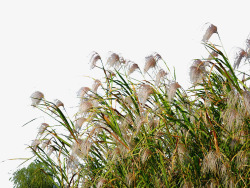 湿地湿地边郁郁葱葱的芦苇荡高清图片