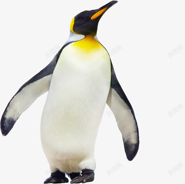 南极企鹅png免抠素材_88icon https://88icon.com 企鹅 动物 南极 南极企鹅
