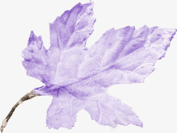 紫色枫叶紫色的枫叶高清图片