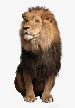 金狮子动物雄狮狮子高清图片