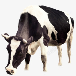 平面牛吃草牛奶广告装饰矢量图素材