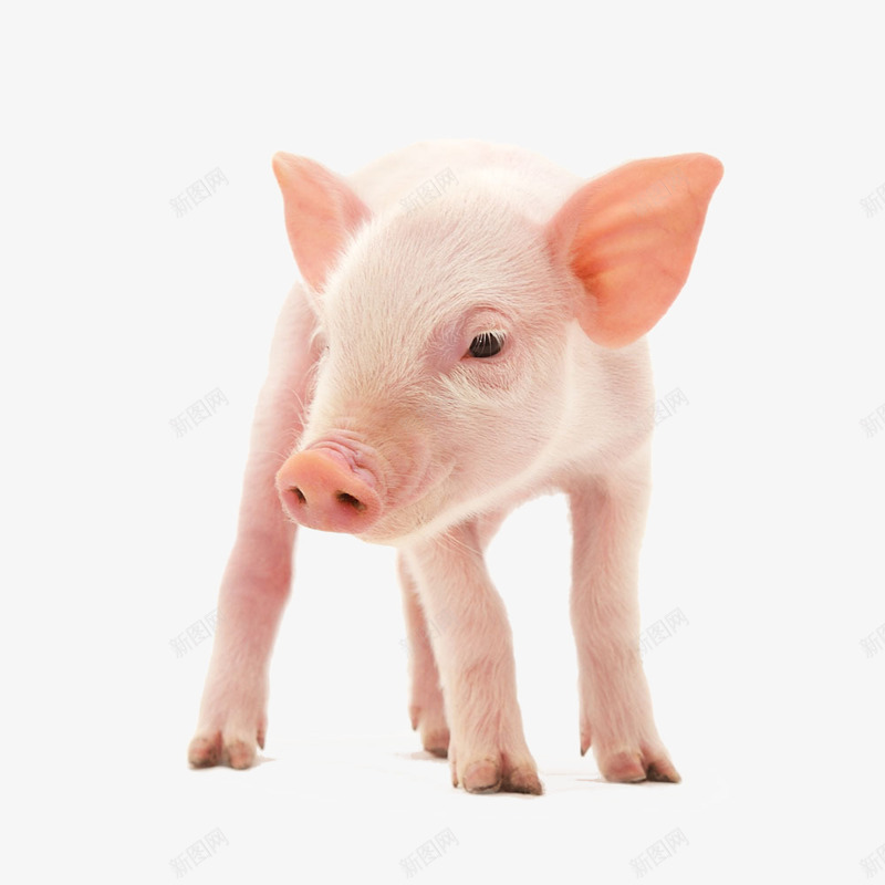 白色小猪仔png免抠素材_88icon https://88icon.com 白色 小猪 猪仔 产品实物 动物 哺乳动物 家畜 猪 
