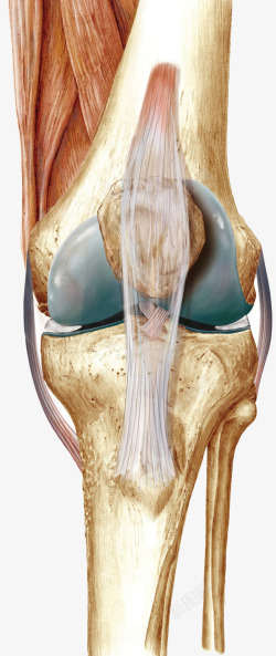 膝盖韧带肌腱素材