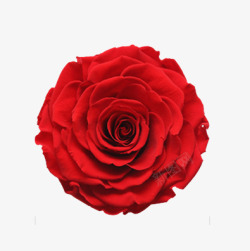 浪漫红玫瑰一朵玫瑰花片高清图片
