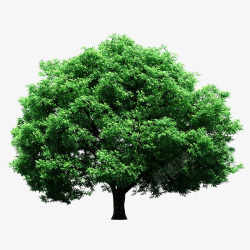 环保植物大桉树高清图片