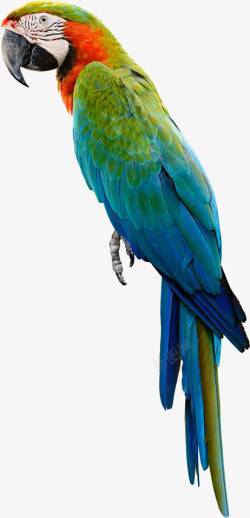鸟类动物鹦鹉巴哥高清图片