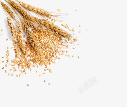 麦片金色小麦高清图片