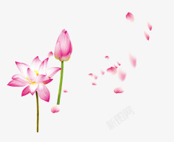 粉色荷花花瓣飘落装饰图案素材
